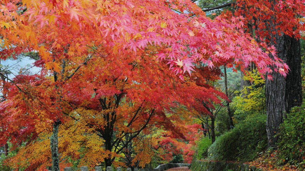 紅葉×車を撮影するなら『生命の森リゾート』