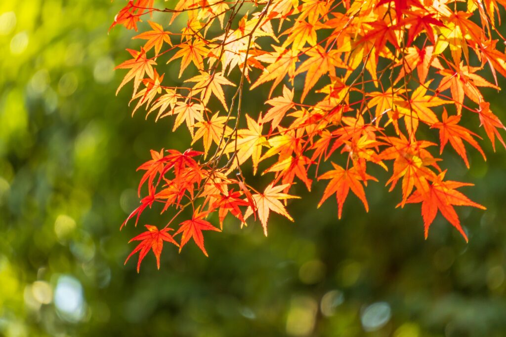 千葉の紅葉時期はいつ頃？