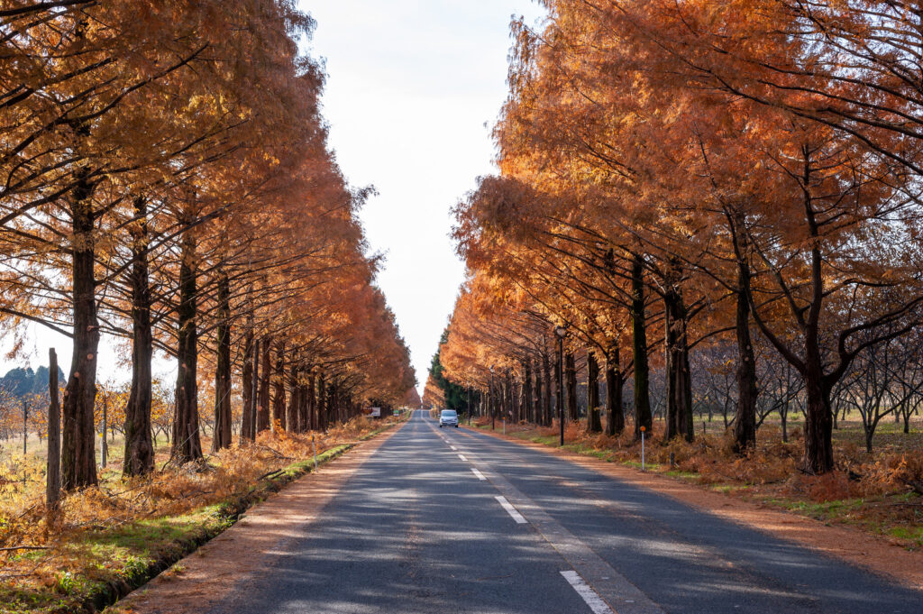 【千葉】紅葉を愛車と一緒に楽しむ