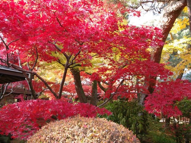 4位：本土寺