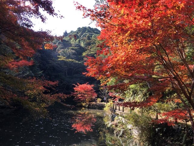 1、紅葉×神社仏閣で荘厳な雰囲気を堪能『小松寺』